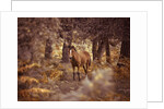 Wild Horse, New Forest by Assaf Frank